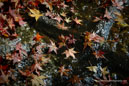 The Season of Colors
